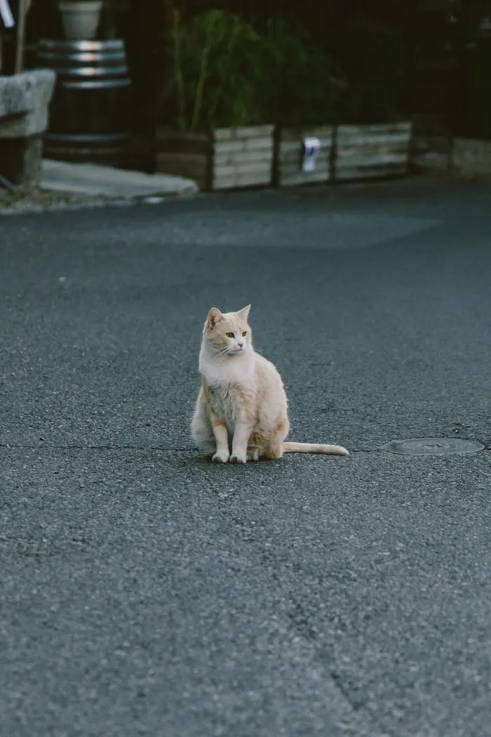 Chat assis au milieu de la rue, Carnet de route, Chinou Eye