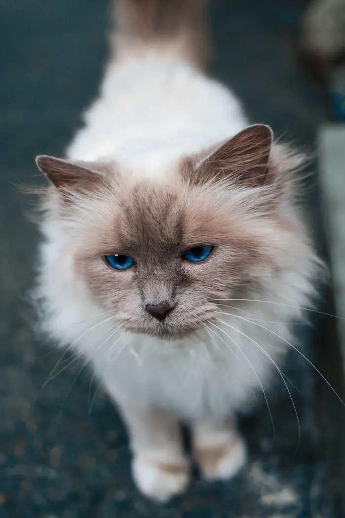 Chat aux yeux bleus, Carnet de route, Chinou Eye