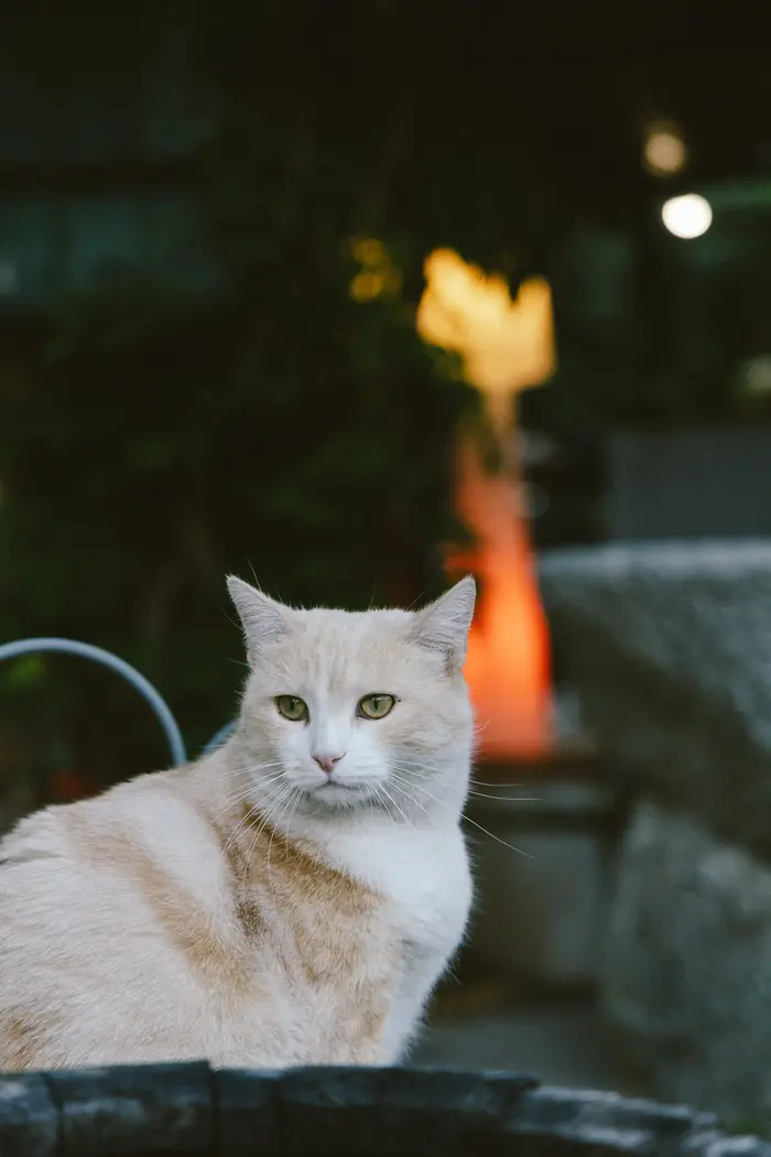 Chat roux, lumière du soir, Carnet de route, Chinou Eye