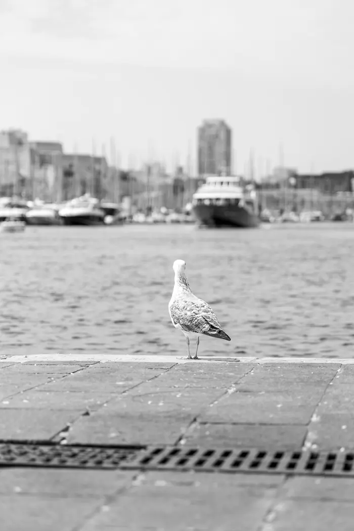 Mouette port, Carnet de route, Chinou Eye