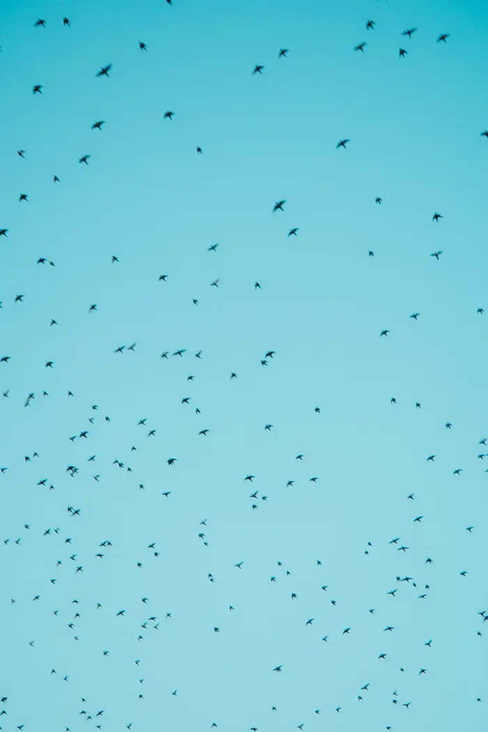 Nuée d'oiseaux, Carnet de route, Chinou Eye