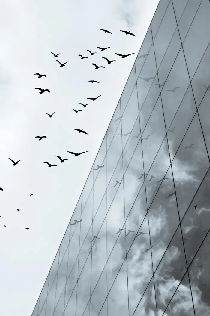 Façade de verre, vol d'oiseaux, architecture & lieux, Chinou Eye photographe à Genève